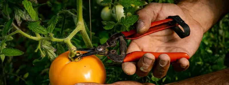 Tools and irrigation