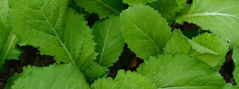 Seedlings