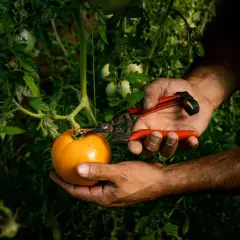 Pruning secateurs