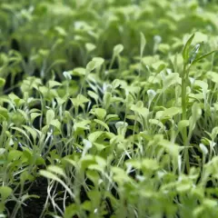 Onion seedlings