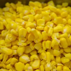 Hybrid maize seed