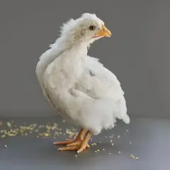 Chick and duck mash