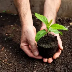 Robusta coffee seedling