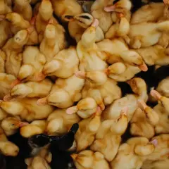 Broiler chicks, box of 100
