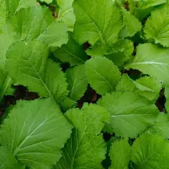 Sukuma wiki seedlings