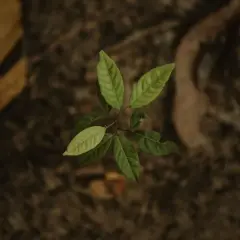 Grafted avocado seedling