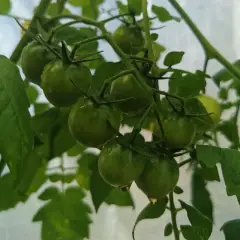 Tomato seedlings