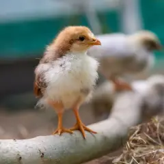 Improved kienyeji chicks