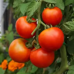 Hybrid tomato seed