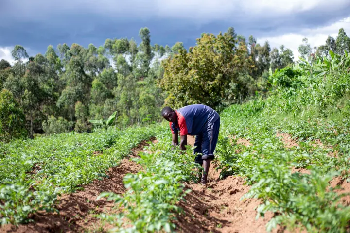Shamba Bora Agro
