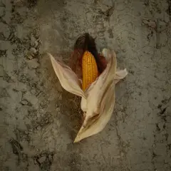 Sifted maize flour 2 kg