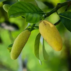 Apple mangoes 1 kg