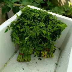 Sukuma wiki (kale), bunch