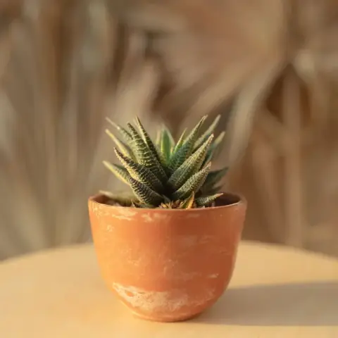 Vaso de terracota
